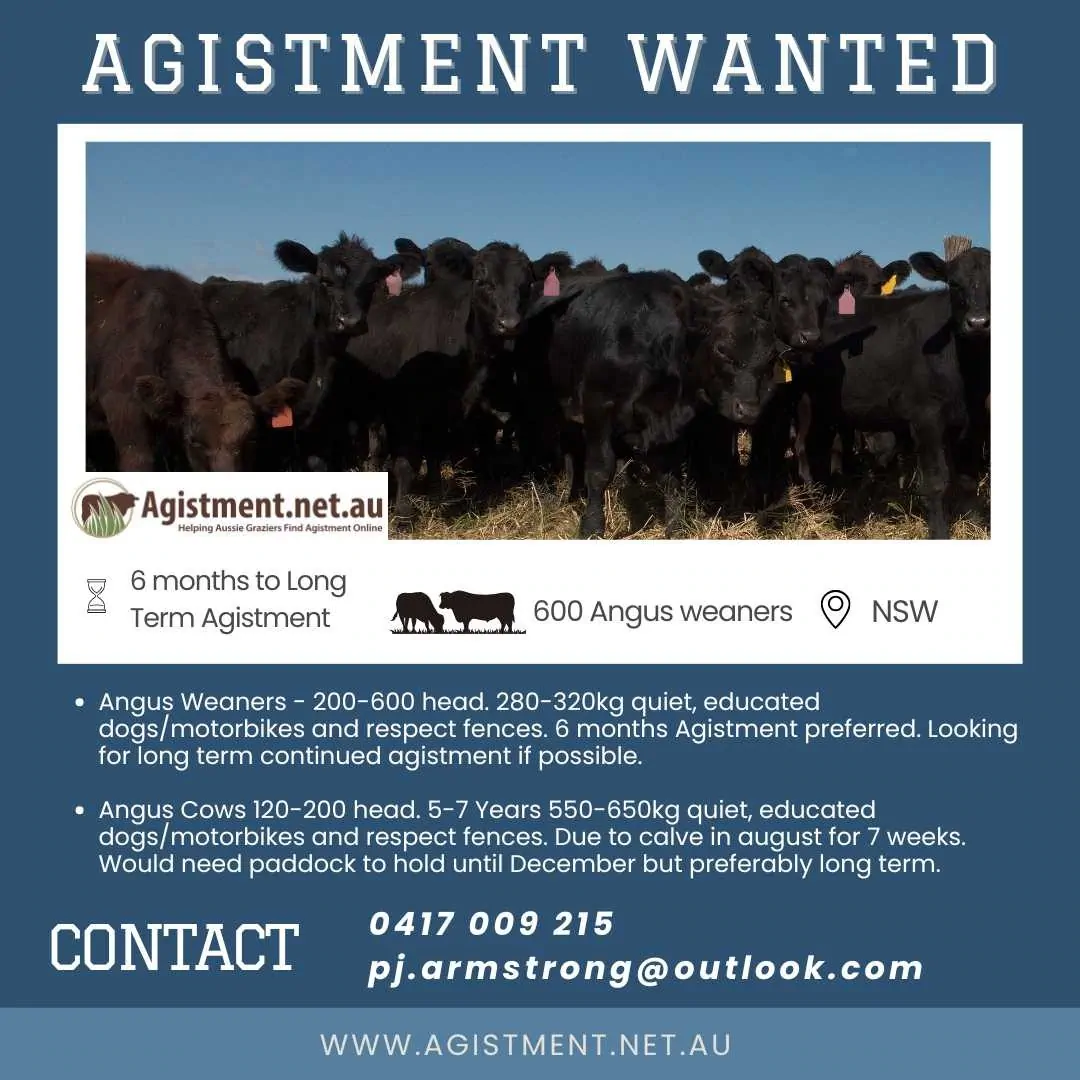 Agistment wanted for up to 600 head Angus weaners and up to 200 head PTIC Angus cows