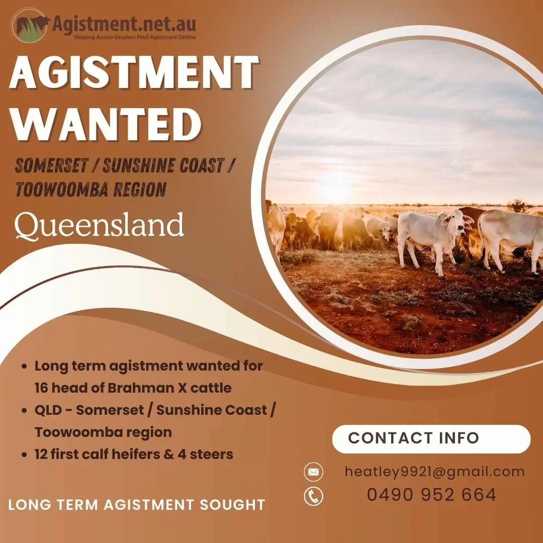 Long term agistment wanted for 16 head in Somerset / Sunshine Coast / Toowoomba region