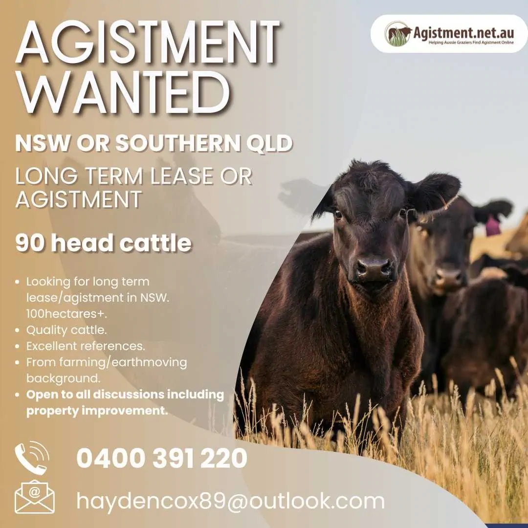 Agistment Wanted NSW or Southern QLD for 90 head of cattle