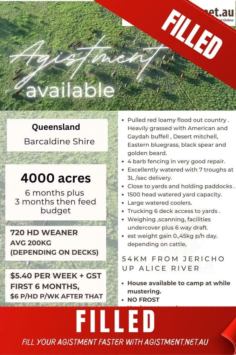 Agistment for cattle in Barcaldine QLD