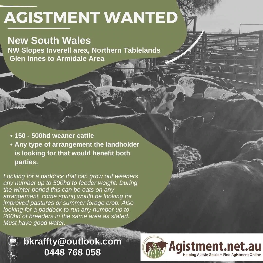 Agistment wanted for 15 - 500hd weaner cattle.  Open to arrangements that benefit both parties